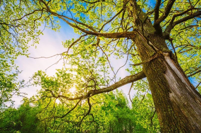 Tree Shaping