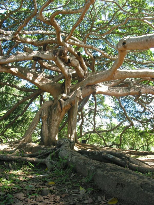 Tree Shaping