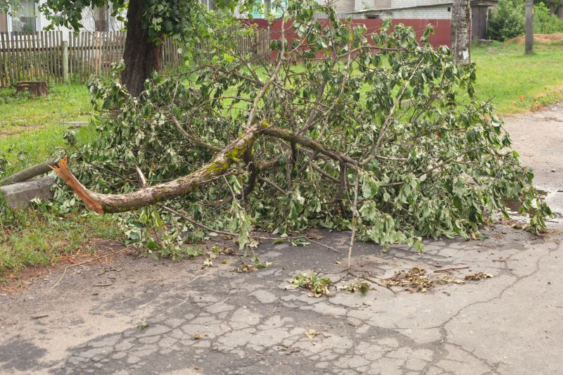 Fallen Tree on Roadside