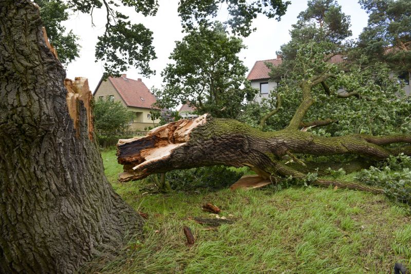 Storm Damage Tree