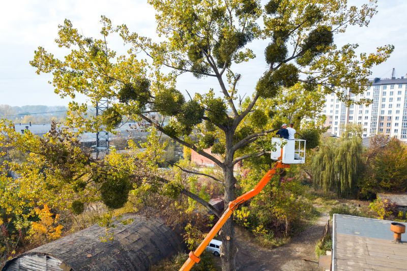 Tree Lopping Service