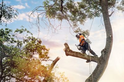 Tree Health Maintenance