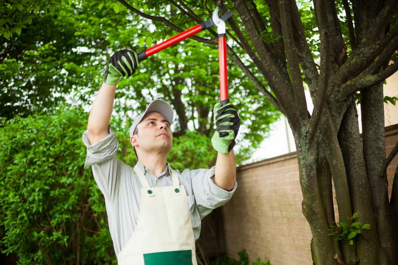 Urban Tree Services