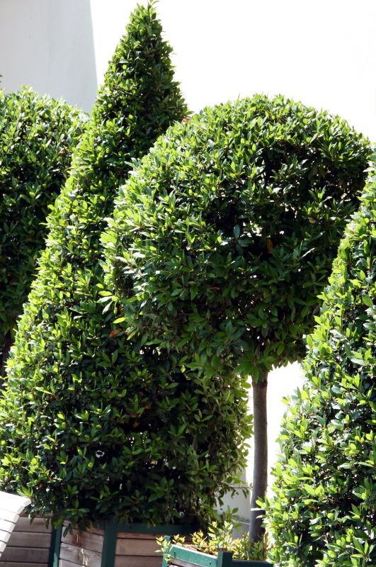 Promote Healthier Growth